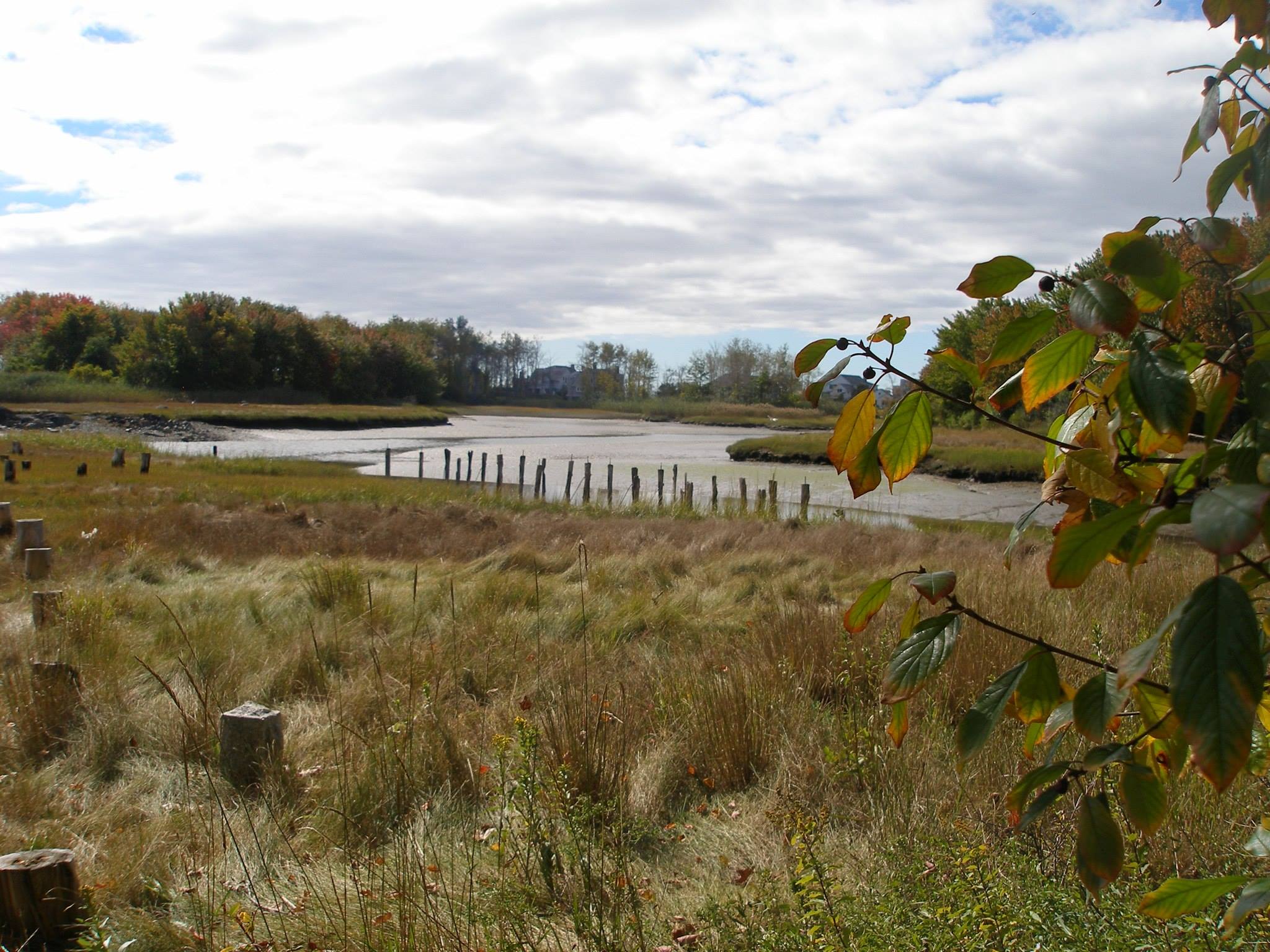 Salt Marsh, ME