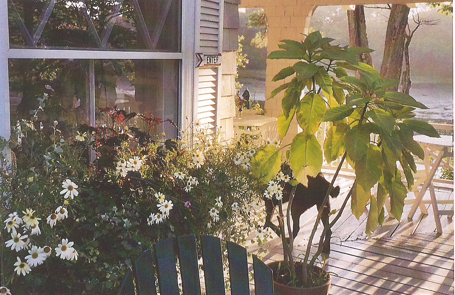 8 lily on the porch copy