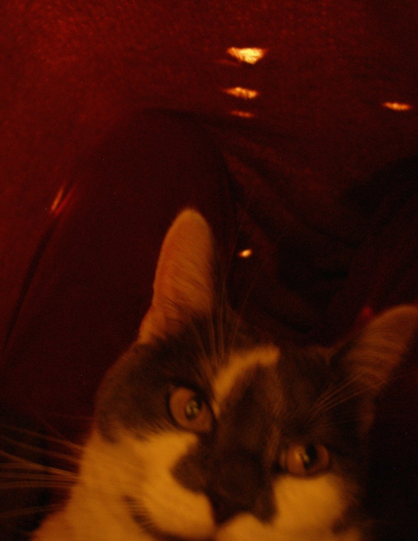 OLYMPUS DIGITAL CAMERA