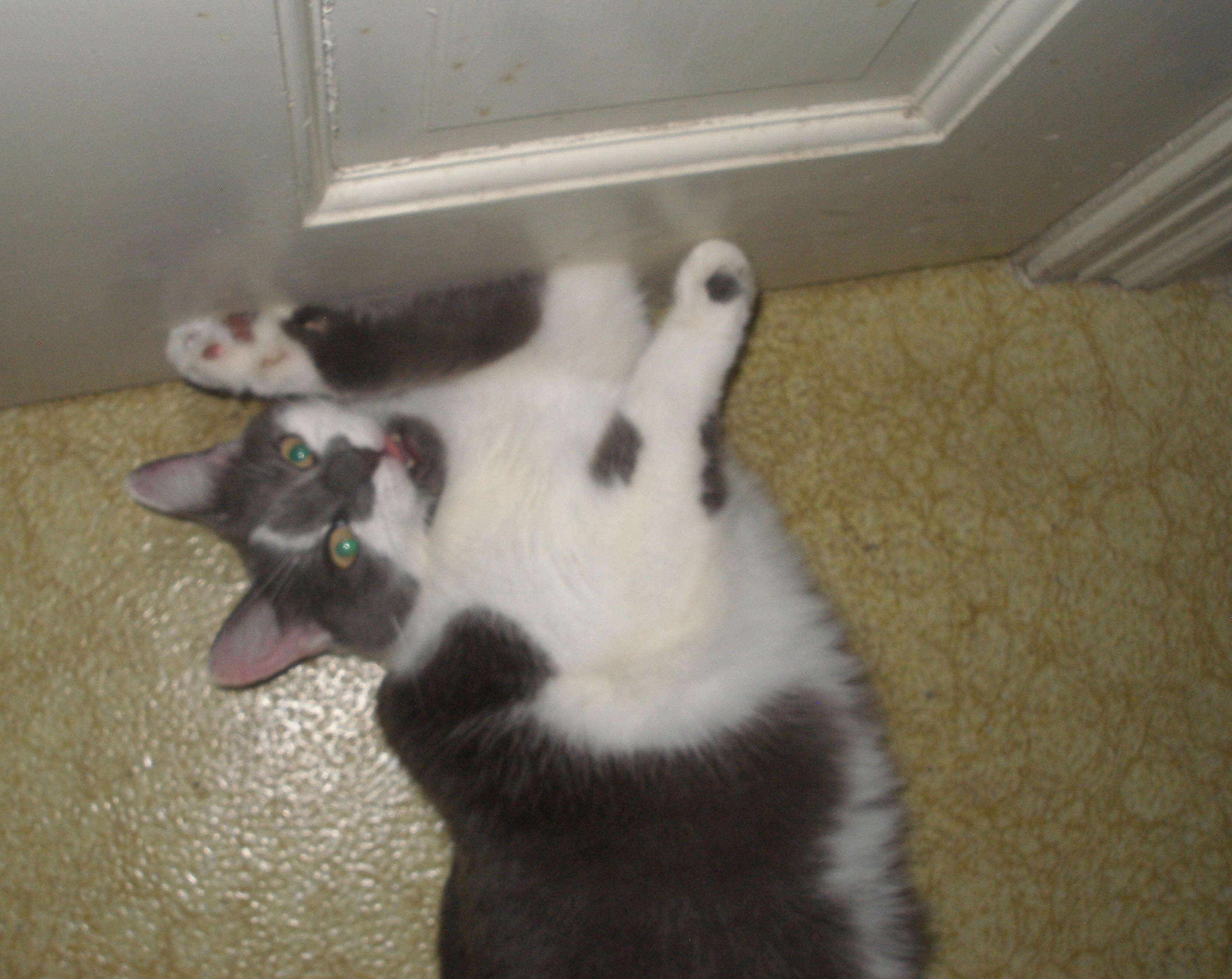 OLYMPUS DIGITAL CAMERA