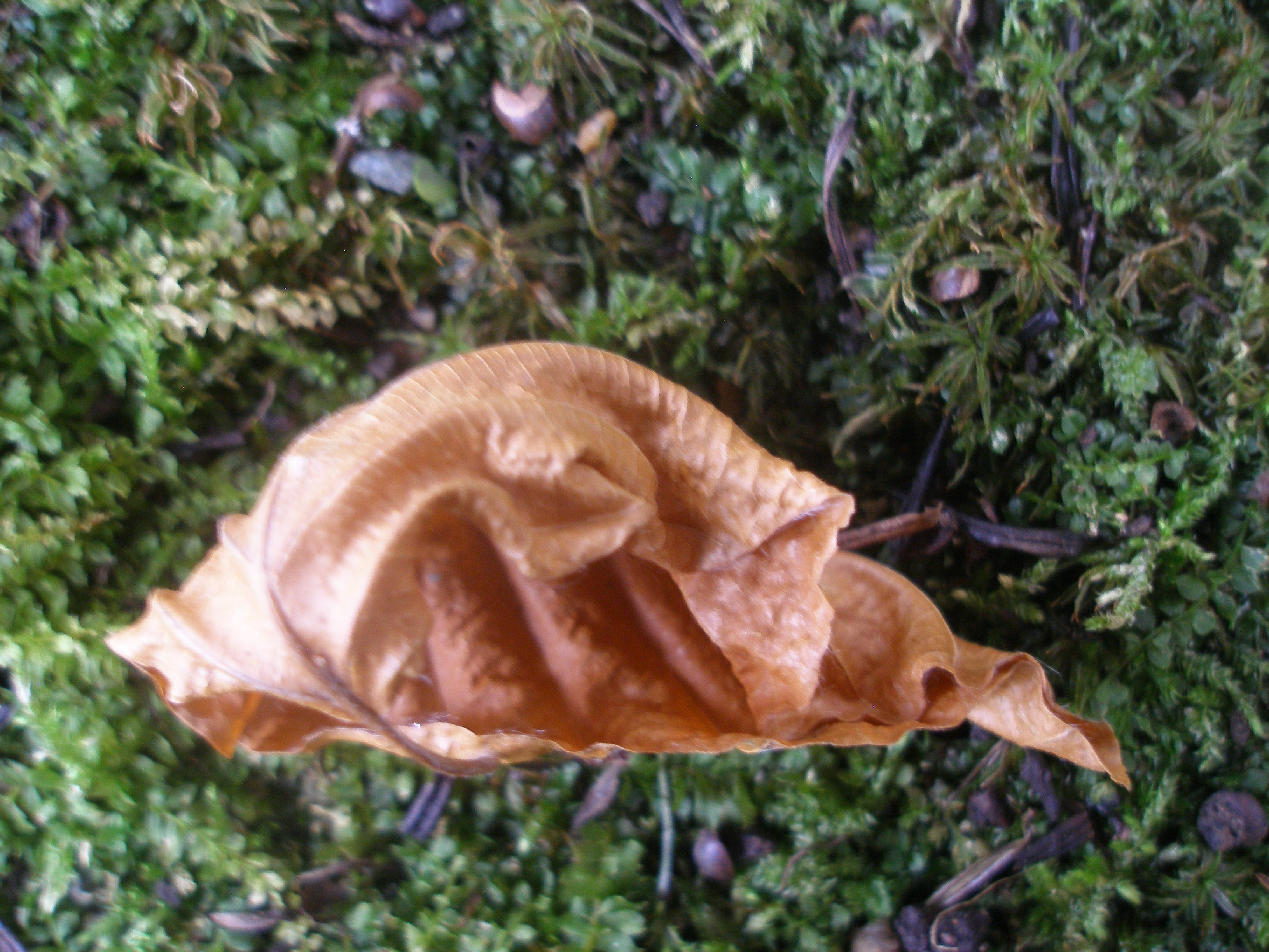 Leaf Pattern Rspb Fall Leaf Patterns – Radiant Refuge