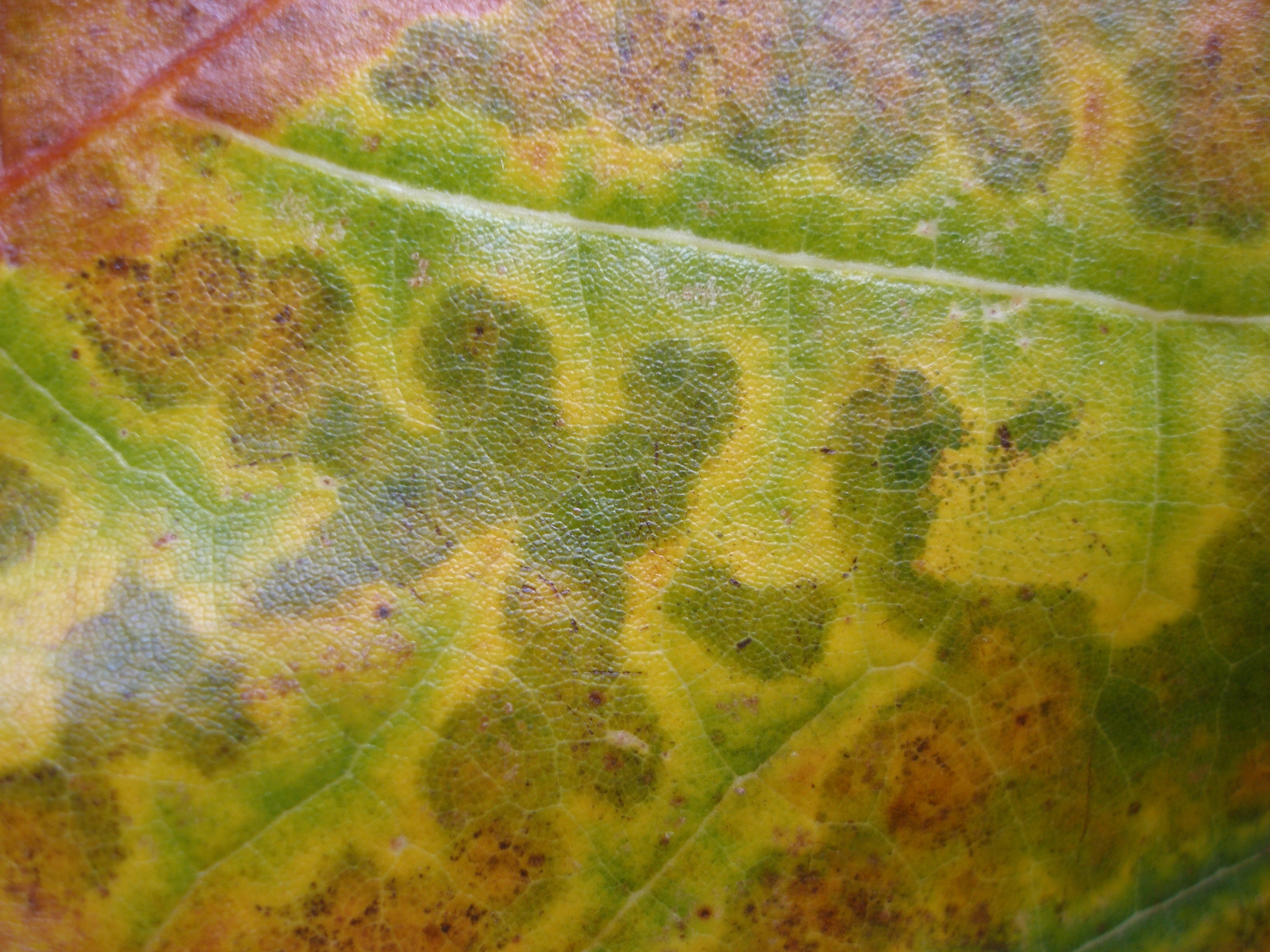 Leaf Pattern Rspb Fall Leaf Patterns – Radiant Refuge