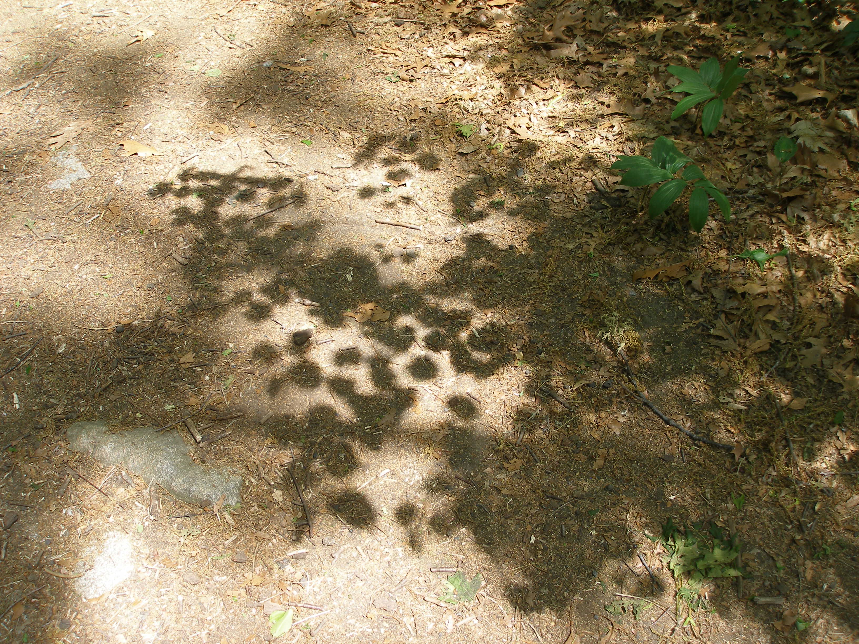Light Shadow Path Path Shadows – Radiant Refuge